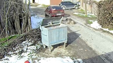 boluda ezilen kopegin rontgeninden 400 sacma cikti FiGvLBxF