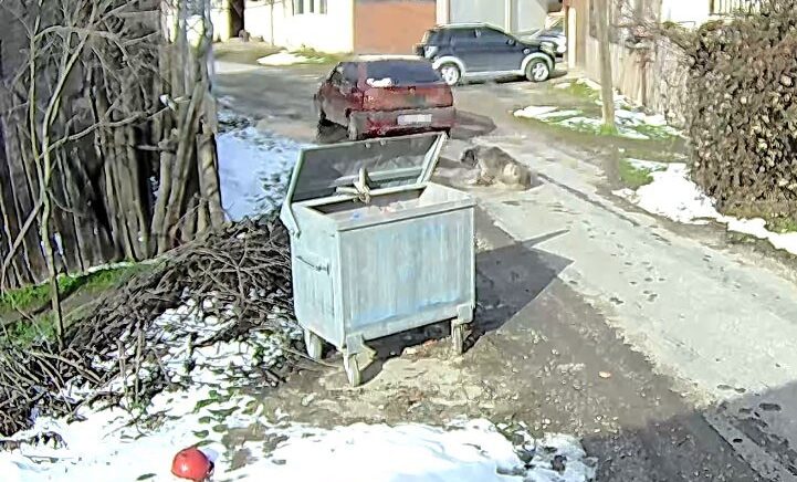 boluda ezilen kopegin rontgeninden 400 sacma cikti FiGvLBxF