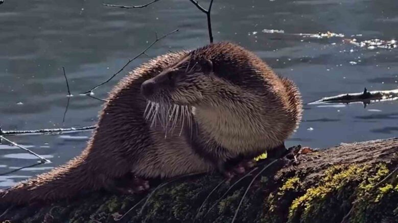 boluda nesli tukenmekte olan su samuru goruntulendi MWdZLBrP