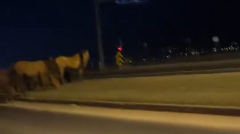 boluda yilki atlari d 100e indi orta refujde otladilar b7cGAt3e