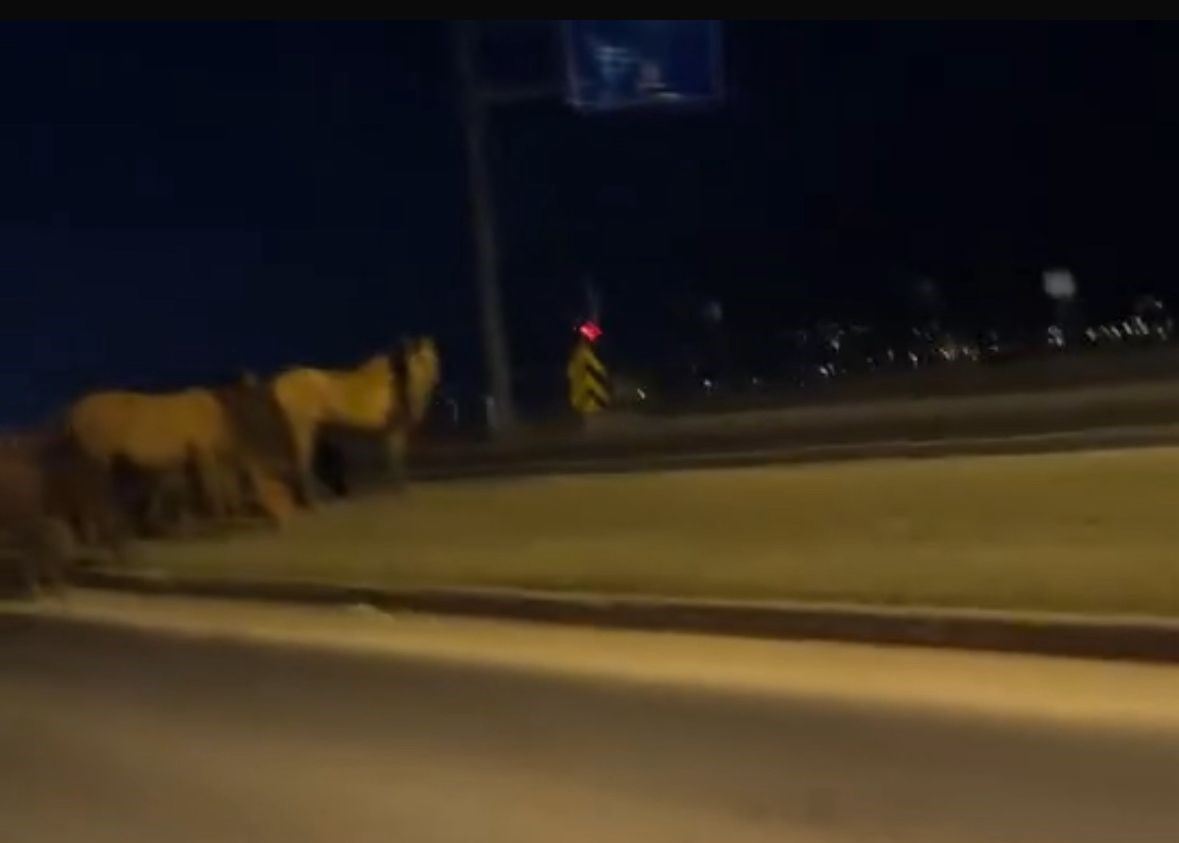 boluda yilki atlari d 100e indi orta refujde otladilar b7cGAt3e