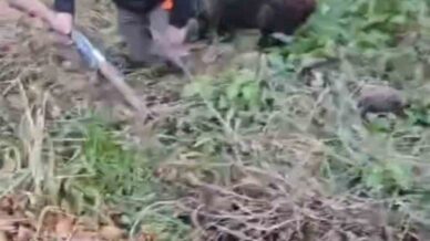 domuzun saldirisindan avci arkadaslari kurtardi DeAhEC9U