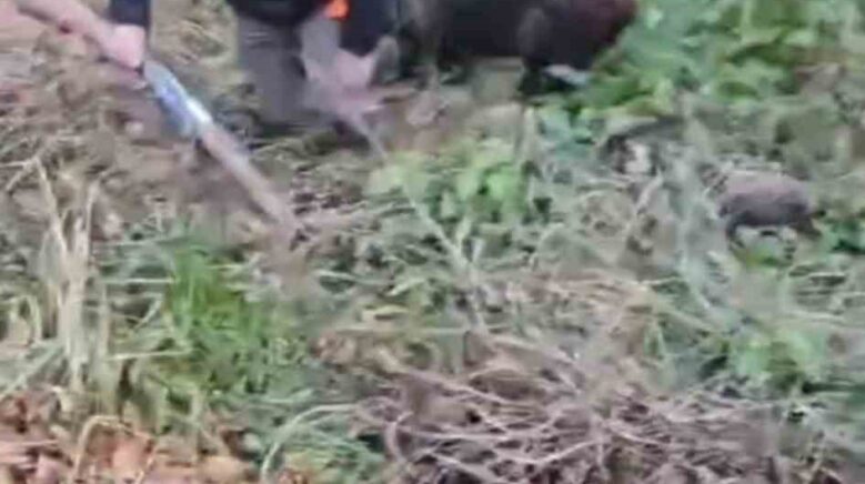 domuzun saldirisindan avci arkadaslari kurtardi DeAhEC9U