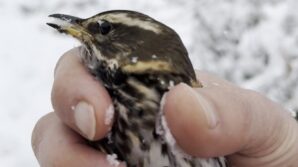 donmak uzere olan kusu aracina alarak isitti Ve6KyhD7