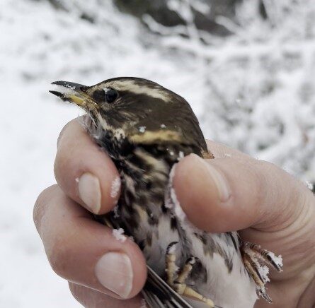 donmak uzere olan kusu aracina alarak isitti Ve6KyhD7