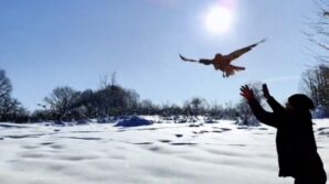 duzcede 211 yaban hayvani dogaya salindi uT3c8qIX