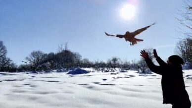 duzcede 211 yaban hayvani dogaya salindi uT3c8qIX