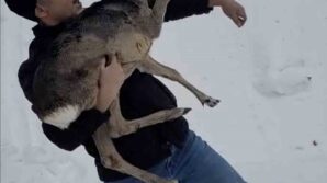 duzcede yarali halde bulunan yavru karaca koruma altina alindi JBLKttB4