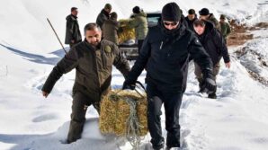 gumushanede ac kalan yaban hayvanlari icin seferberlik IDHig8aI