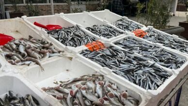 hamsi yeniden tezgahlarda 200 liradan alici buluyor ZQxQOw1j