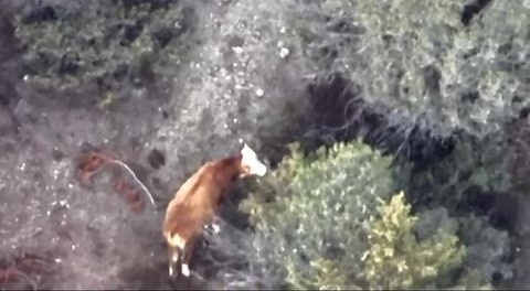 inegi kaybolan ciftcinin imdadina afad ve jandarma yetisti 18thVytR