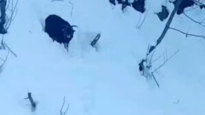 is makinesi operatoru karda kaybolan keciyi sahiplerine ulastirdi smqYjyYi