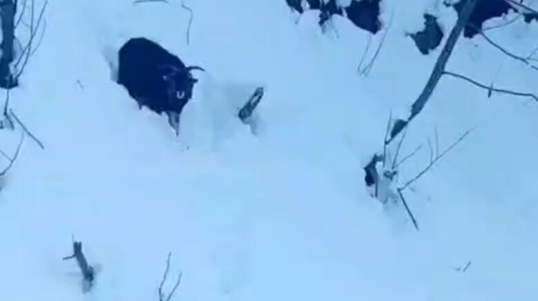 is makinesi operatoru karda kaybolan keciyi sahiplerine ulastirdi smqYjyYi