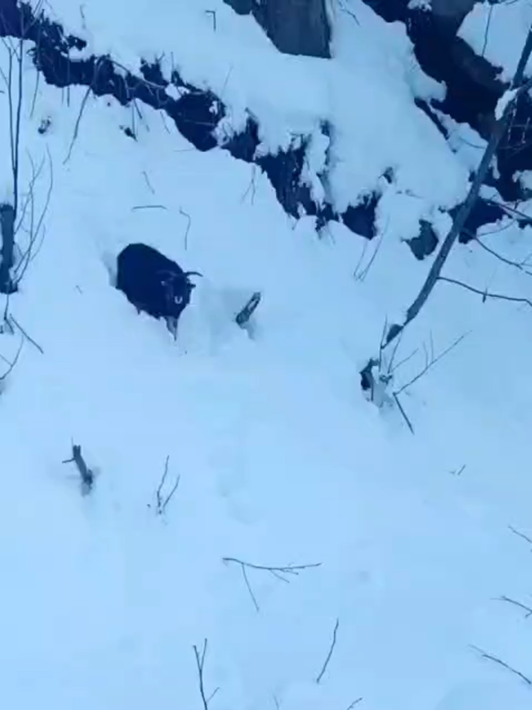 is makinesi operatoru karda kaybolan keciyi sahiplerine ulastirdi smqYjyYi