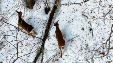 kastamonuda kar altindaki karacalar dron ile goruntulendi wGjMxwj2