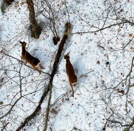 kastamonuda kar altindaki karacalar dron ile goruntulendi wGjMxwj2