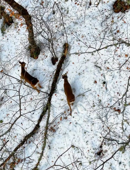 kastamonuda kar altindaki karacalar dron ile goruntulendi