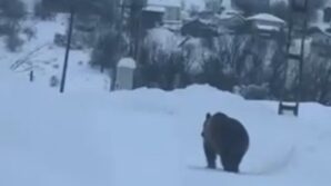 kastamonuda kis uykusuna yatamayan bozayi kamerada V93DWGeU