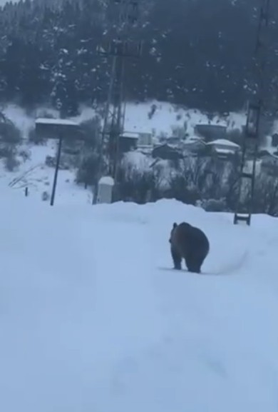 kastamonuda kis uykusuna yatamayan bozayi kamerada V93DWGeU