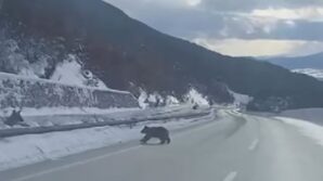 kastamonuda ormanlik alanda karda ilerleyemeyen bozayi guldurdu pd7EEfuK