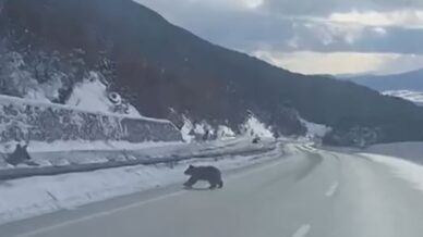 kastamonuda ormanlik alanda karda ilerleyemeyen bozayi guldurdu pd7EEfuK