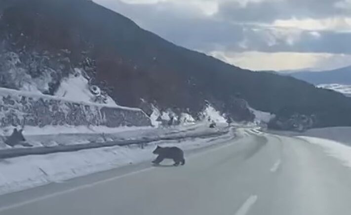 kastamonuda ormanlik alanda karda ilerleyemeyen bozayi guldurdu pd7EEfuK