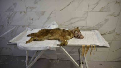 olumcul viruse yakalanan cakal tedavi ediliyor KnanXpLq