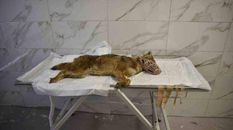 olumcul viruse yakalanan cakal tedavi ediliyor KnanXpLq