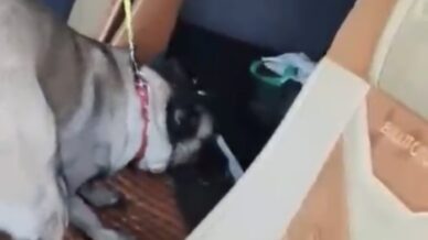 samsunda tirda metamfetamin ele gecirildi 87QCv8ym