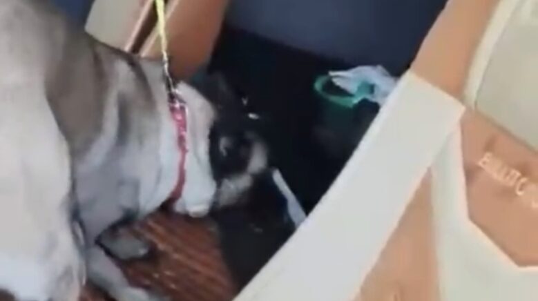 samsunda tirda metamfetamin ele gecirildi 87QCv8ym