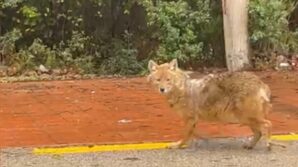 sinopun gurme cakali leblebiyi begenmedi findiga kostu Sx4jA4gY