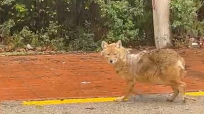 sinopun gurme cakali leblebiyi begenmedi findiga kostu Sx4jA4gY