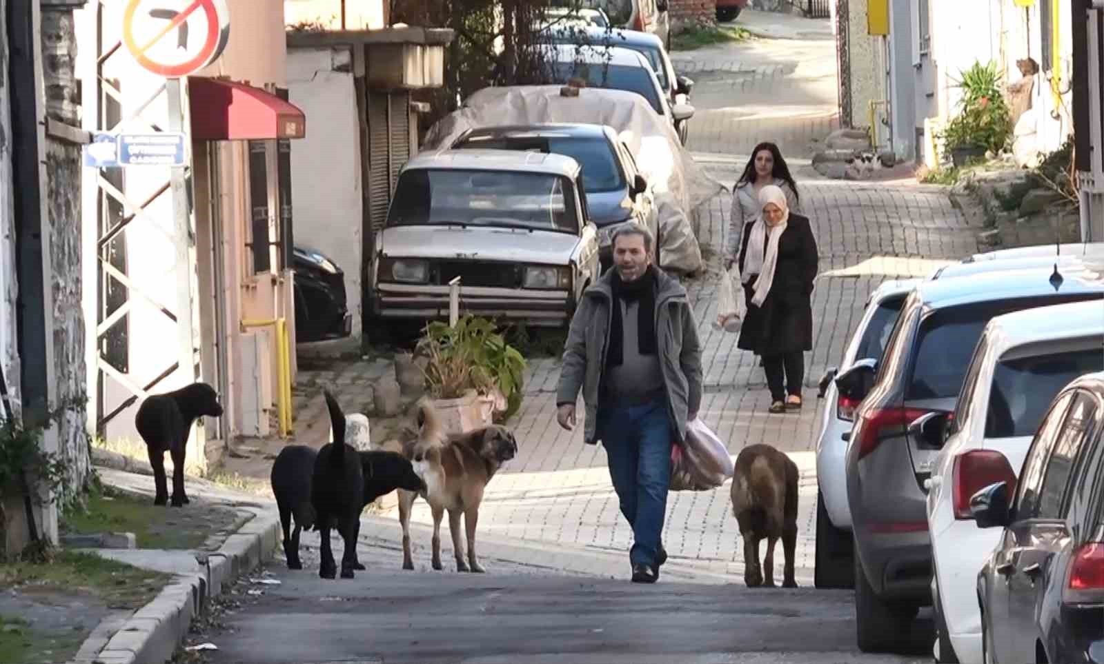 suru halindeki basibos kopekler ekipleri gorunce kacti VMPSuX8A