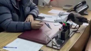 trabzonda belediye baskaninin gulumseten karga diyalogu 5ALlMna3