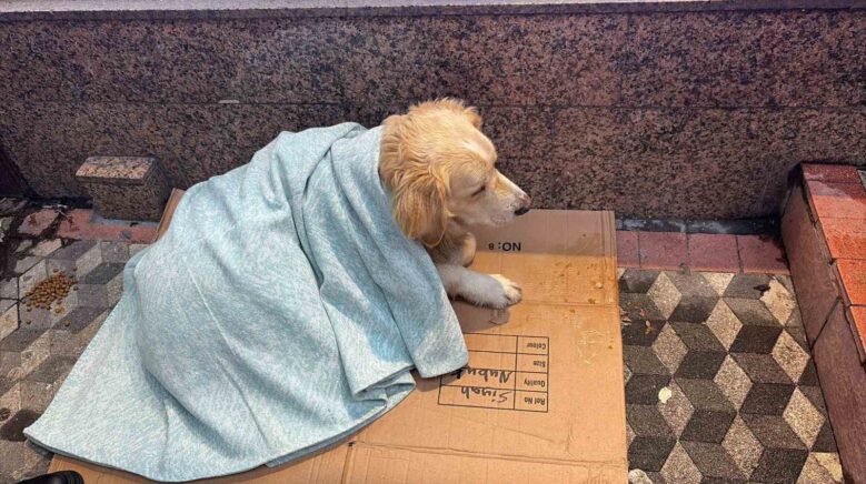 usuyen kopege yeni aldigi yorgani orten esnaf yurekleri isitti LtxKtJes