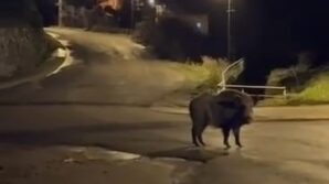 yaban domuzlari yerlesim alaninda yiyecek aradi NDWTAswx