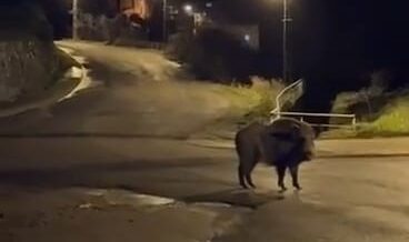 yaban domuzlari yerlesim alaninda yiyecek aradi NDWTAswx