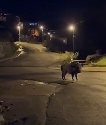 yaban domuzlari yerlesim alaninda yiyecek aradi NDWTAswx