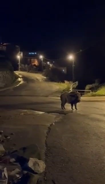 yaban domuzlari yerlesim alaninda yiyecek aradi