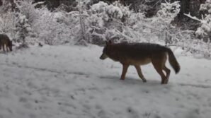 yiyecek arayan vasak ile kurtlar fotokapana yansidi QfHYXJvH