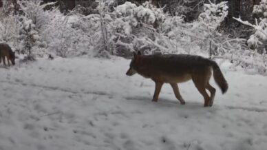 yiyecek arayan vasak ile kurtlar fotokapana yansidi QfHYXJvH