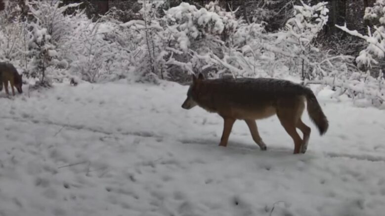 yiyecek arayan vasak ile kurtlar fotokapana yansidi QfHYXJvH