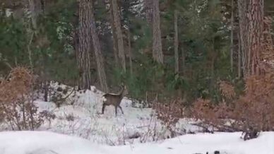 yiyecek arayan yaban hayvanlari karli yollara indi NFZCy5xn