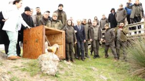 81 binden fazla gocmen kus halkalandi mbZlm1gG