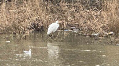 alapli cayi yuzlerce kus turune kopru oluyor Yd3qKBEw