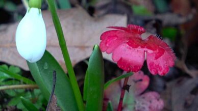 amasyanin daglarinda cicekler acmaya basladi anadoludaki bitkiler milli servet OTLbUhXn