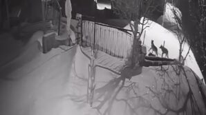 artvinde ac kalan kurt surusu yerlesim alanina indi F8vHga8C