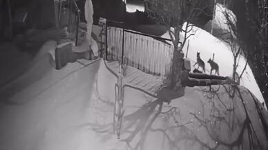 artvinde ac kalan kurt surusu yerlesim alanina indi F8vHga8C