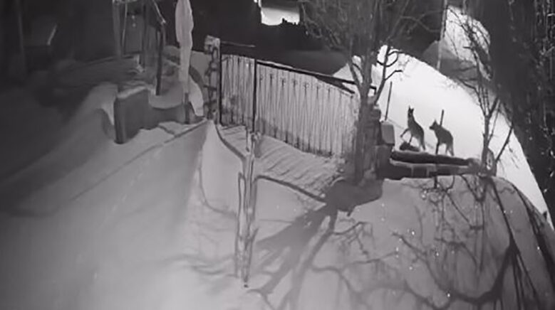 artvinde ac kalan kurt surusu yerlesim alanina indi F8vHga8C