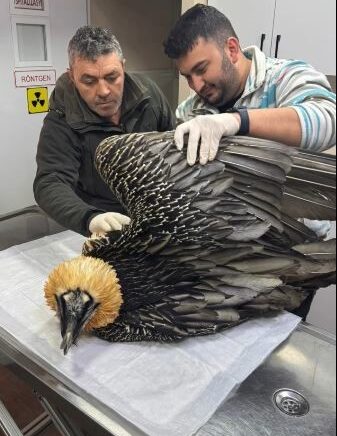 artvinde sakalli akbaba tedavisinin ardindan yeniden dogaya salindi aKuJf2kG